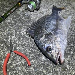 ★★アタリ連発・うなぎ釣りのはずが★★