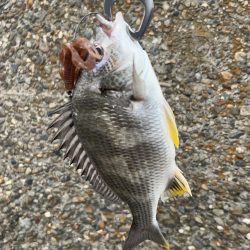 チニングシーズン突入