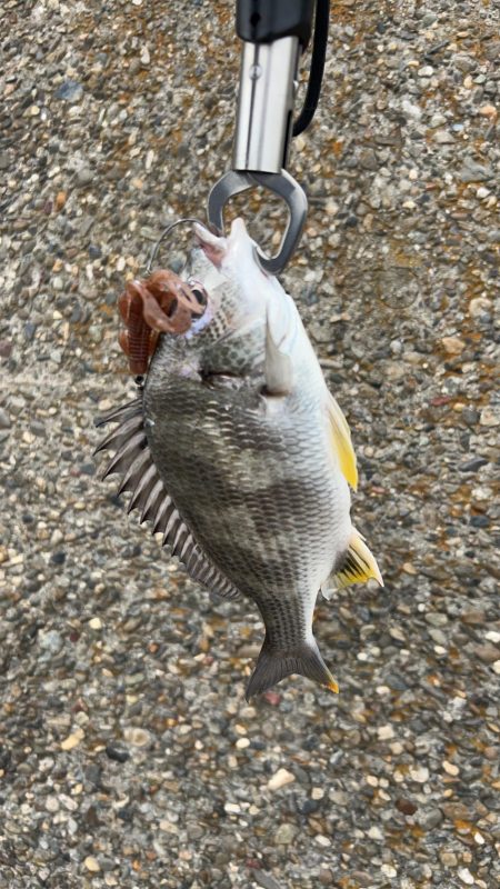 チニングシーズン突入