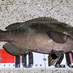 グレ本格的に釣れ始めてきた！