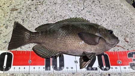 グレ本格的に釣れ始めてきた！