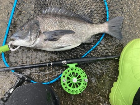 ワカメの上で一枚