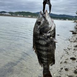 チヌとキス調査