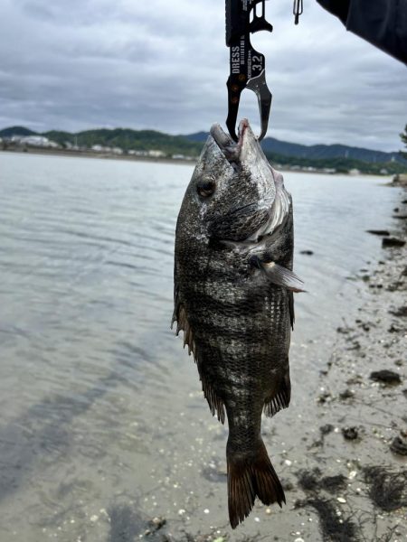 チヌとキス調査