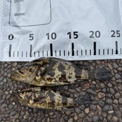 穴釣りでタケノコ