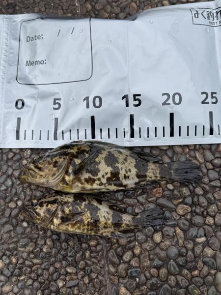 穴釣りでタケノコ