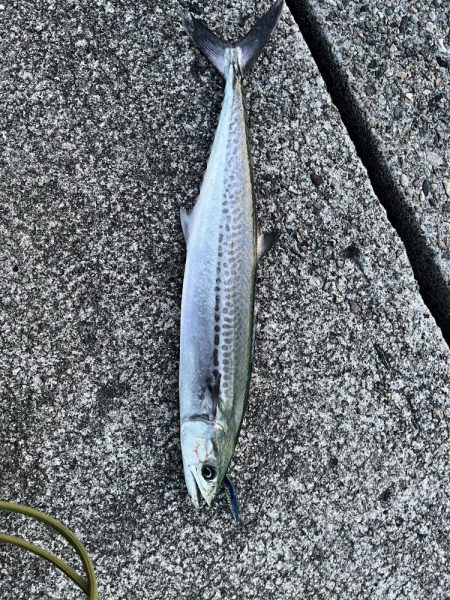 ショアジギング