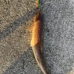 ジギング　エギング