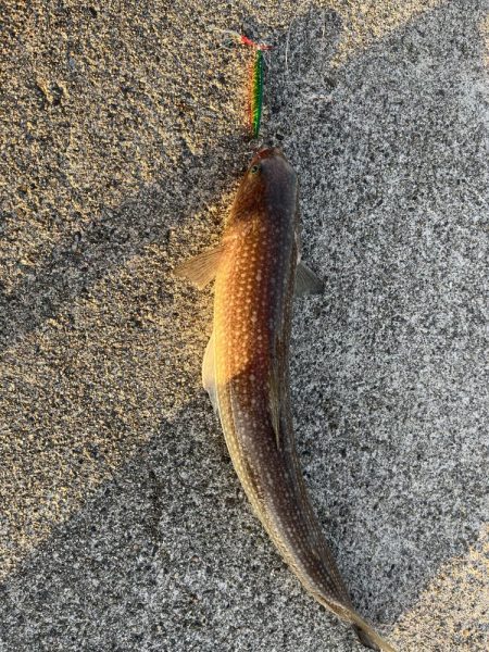 ジギング　エギング