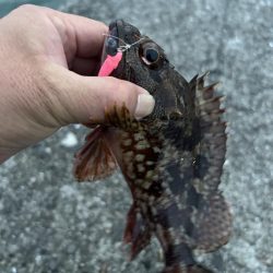 春のガッシー祭り終盤