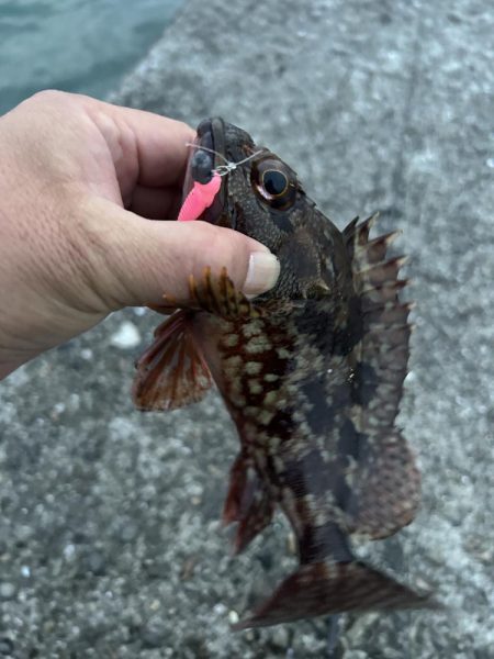 春のガッシー祭り終盤