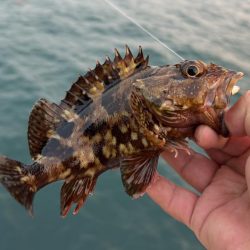 春のガッシー祭り終了!