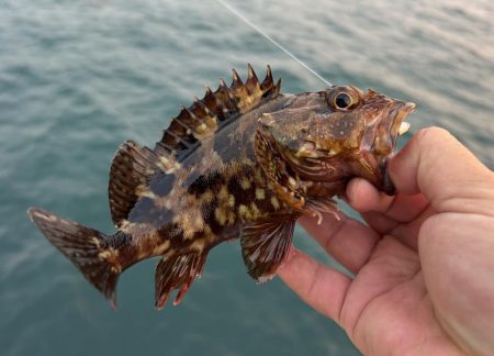 春のガッシー祭り終了！