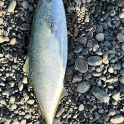 久々のツバス！