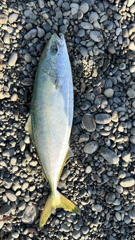 久々のツバス！