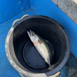 大サバパラパラ