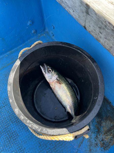 大サバパラパラ