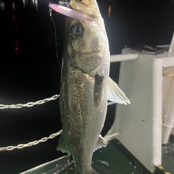 ワンダー60にアジ