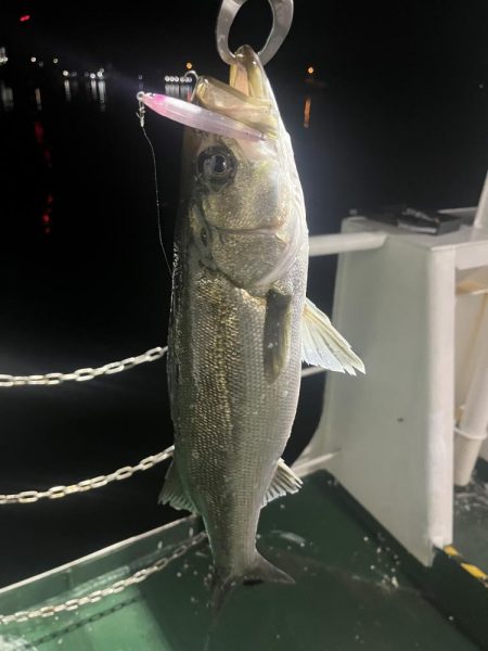 ワンダー60にアジ