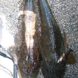 ホームグラウンドに魚が帰ってきたかの調査釣行＾＾。