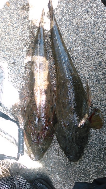 ホームグラウンドに魚が帰ってきたかの調査釣…