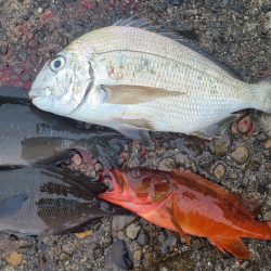 和歌山市江（吉丸渡船）でグレ釣り