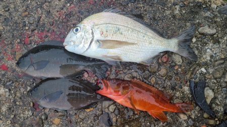 和歌山市江（吉丸渡船）でグレ釣り