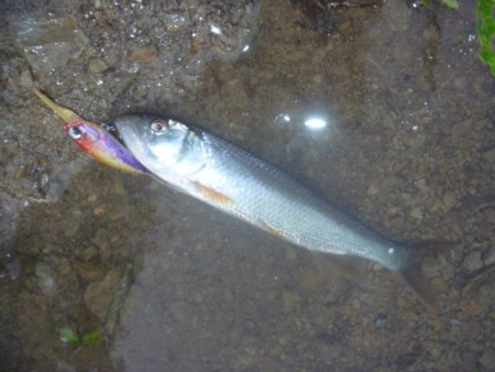 5月の淡水魚