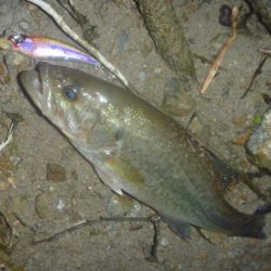 5月のバス釣り