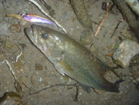 5月のバス釣り