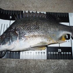 チヌが帰って来たようです。