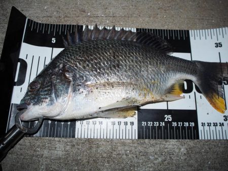 チヌが帰って来たようです。