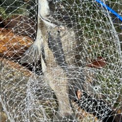 GW後半3日目でやっと釣果を報告できる事に！！