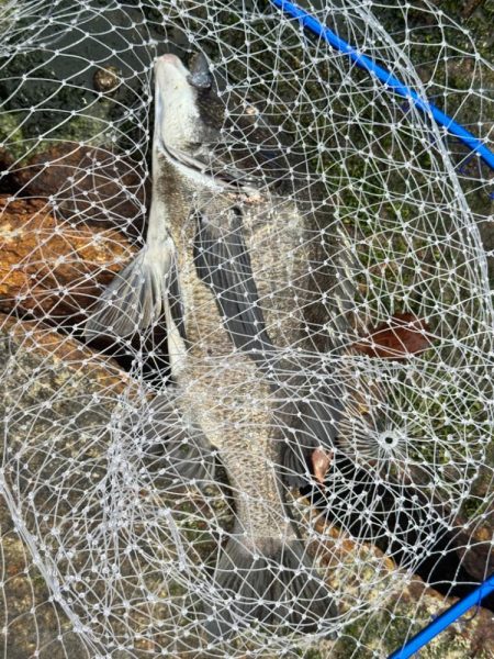 GW後半3日目でやっと釣果を報告できる事に…