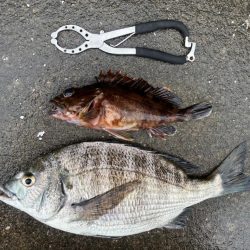 チヌ好調です♪