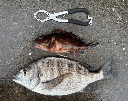 チヌ好調です♪