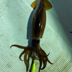 イカメタル開幕