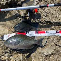 沖磯で梅雨グレ狙い