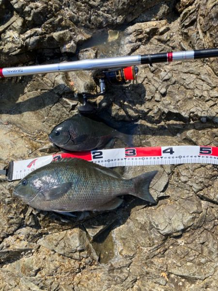 沖磯で梅雨グレ狙い