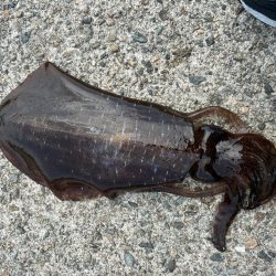 マルイチ君出撃