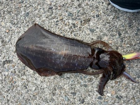 マルイチ君出撃