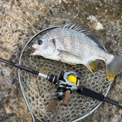 淀川午後チニング