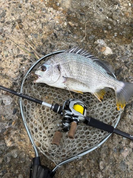 淀川午後チニング