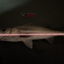 久々に楽しかった