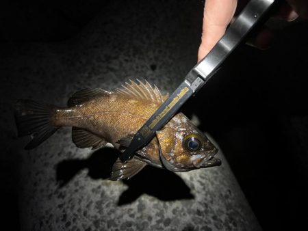 雨上がりメバリング