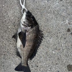 チヌ、ガシラ好調です♪
