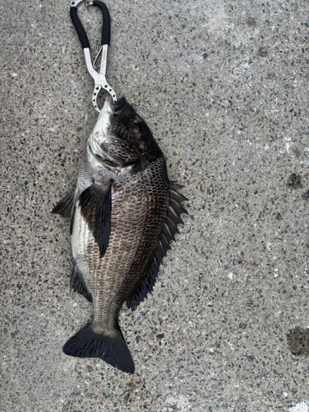 チヌ、ガシラ好調です♪