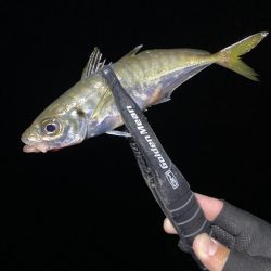 アジングつ抜け