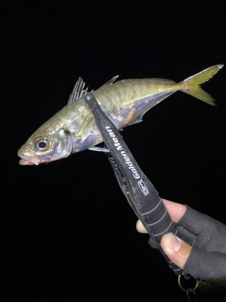 アジングつ抜け