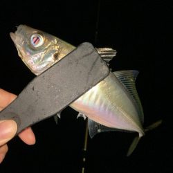 アジを追いかけて